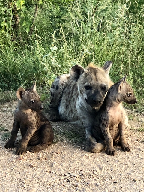       Hyena with two cubs sitting on dirt beside grass.
  