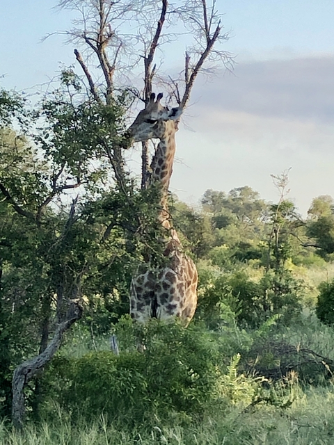       Giraffe eating leaves from a tree in a grassy area.
  