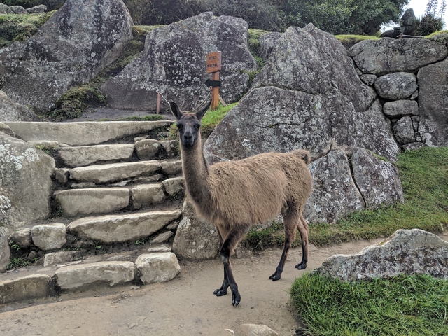 A llama standing on stone steps against a rocky background.
