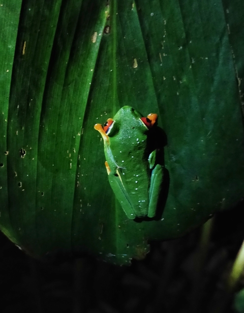 Red-eyed tree frog on a leaf.