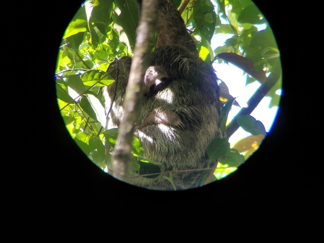 Sloth resting in a tree.