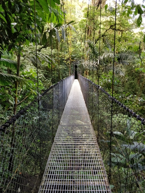 Suspension bridge through lush jungle.