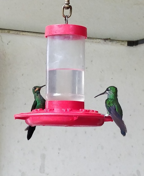 Two hummingbirds feeding from a feeder.
