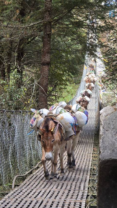 Line of mules on a suspension bridge in a forest area.