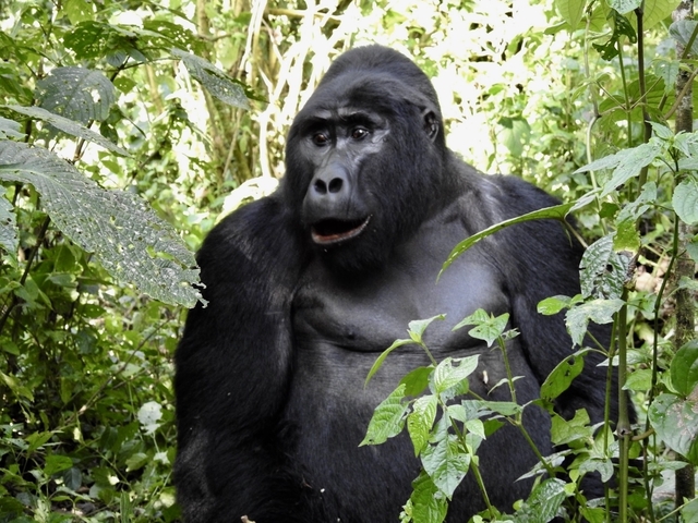 Gorilla in a forest setting.