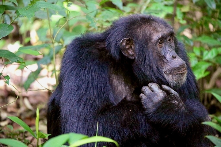Chimpanzee sitting thoughtfully among leaves.