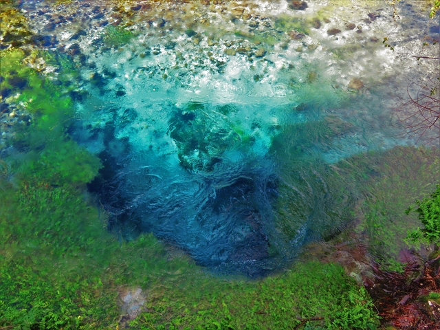       Colorful water with vibrant aquatic vegetation.
  