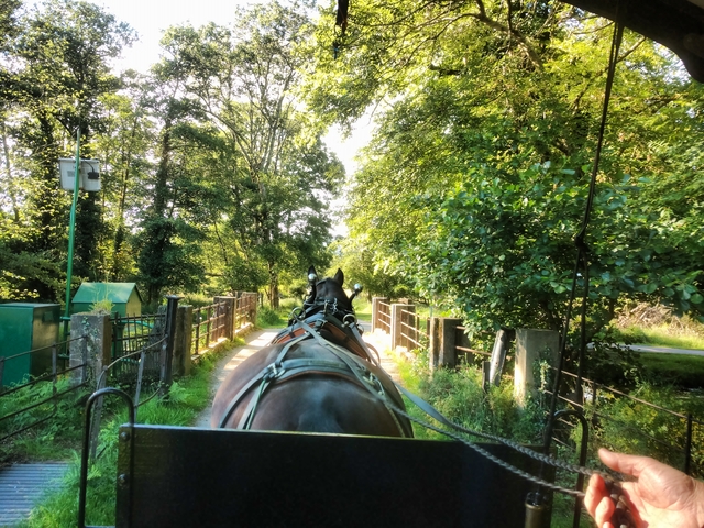 A horse-drawn carriage crossing a small bridge in a forest.