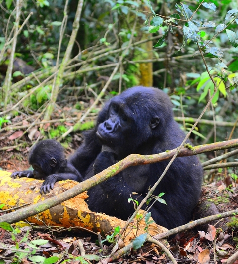 Gorilla with young in the forest.