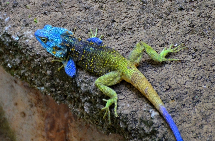 Colorful lizard on a rocky surface.