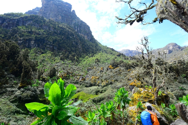 Dense mountain vegetation with varying plant types.