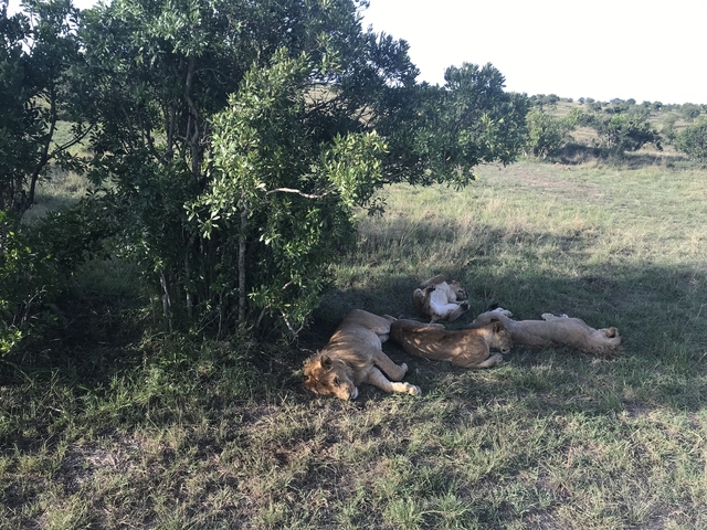 Group of lions resting under a tree in the savannah.