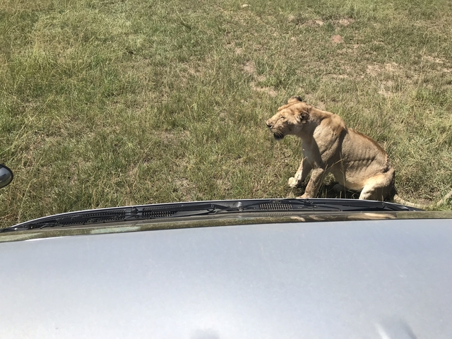 Lion sitting on the grass near a vehicle.