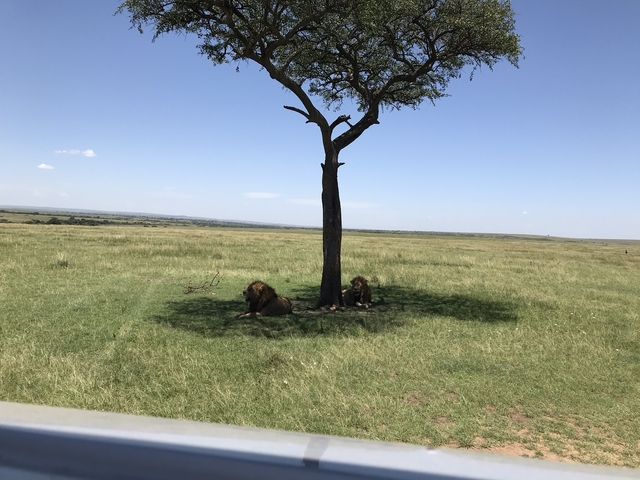 Lions resting under a tree in open grassland.