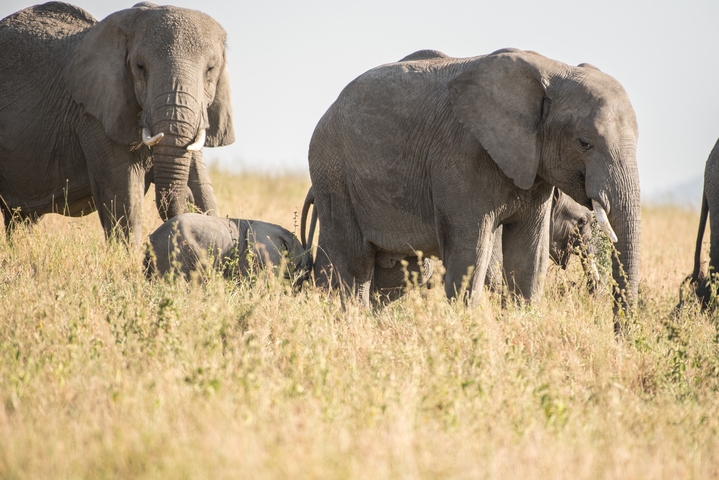       Family of elephants in a grassland
  