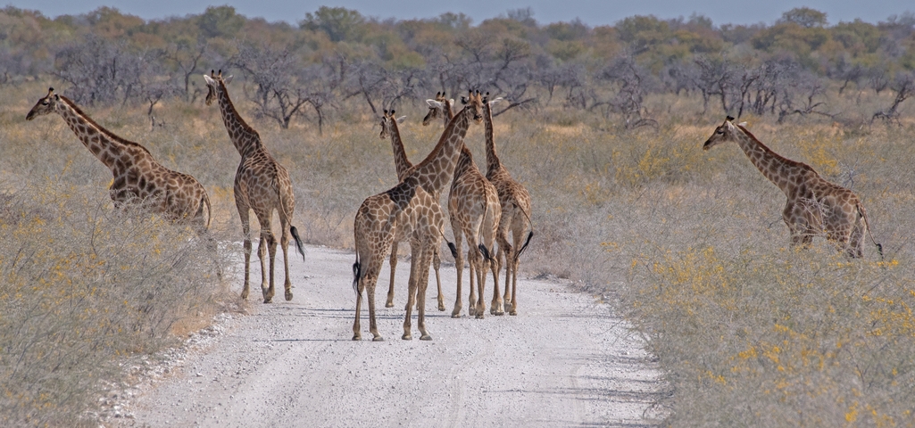       Giraffes on a dirt road in a savannah landscape
  