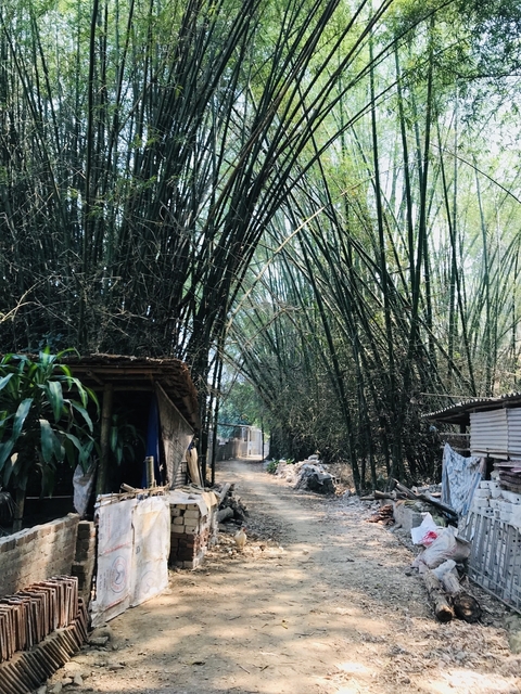 Bamboo grove lined path with rustic wooden structure