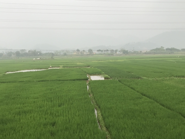 Lush green rice paddies against a foggy sky