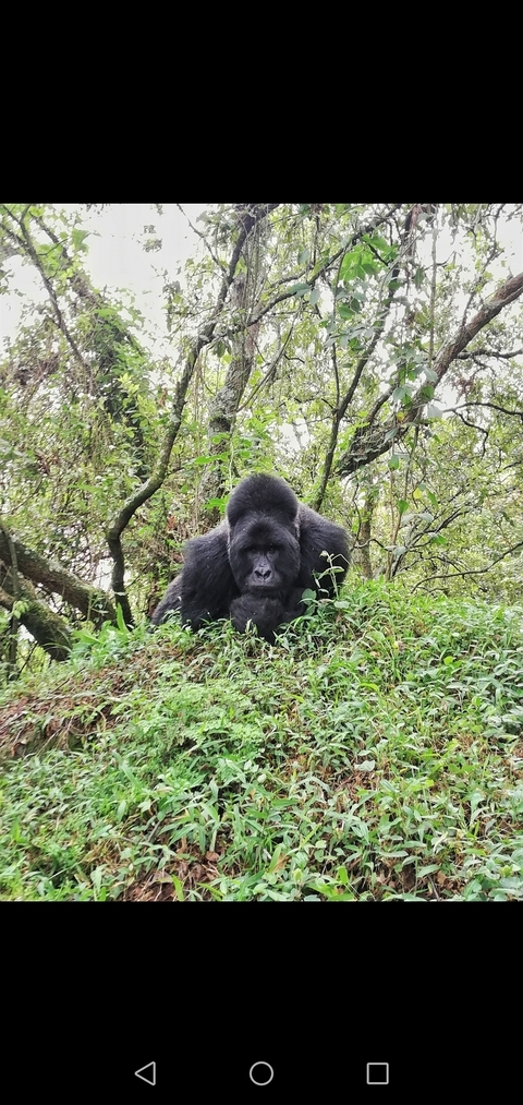 Close-up of a gorilla in its natural habitat.