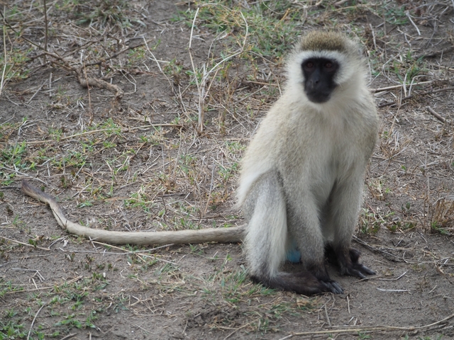 A vervet monkey sitting on the ground.