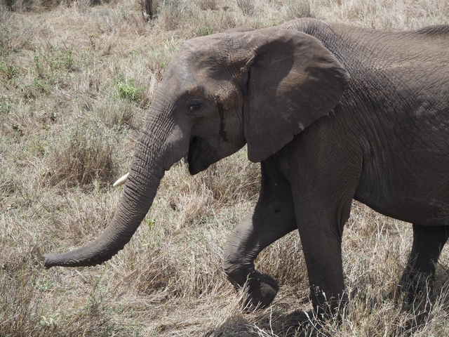 A close-up of an elephant walking through dry grass.