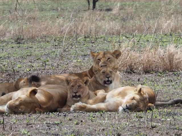 A pride of lions resting in a grassy field.