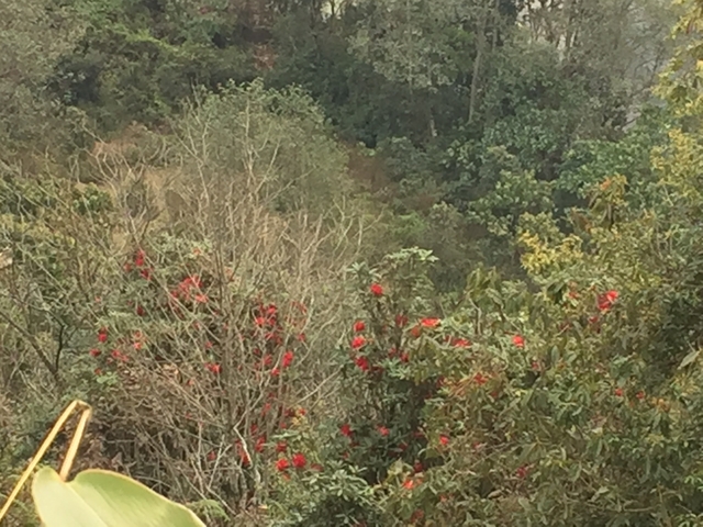       Dense foliage with red flowers in a forest.
  