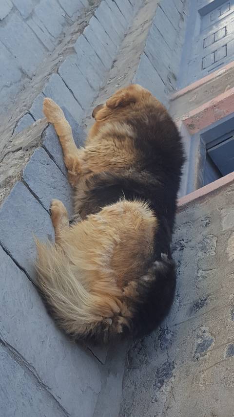       Dog resting on a stone step.
  