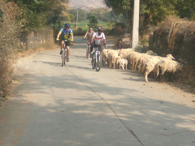       Cyclists on a rural road with a flock of sheep.
  