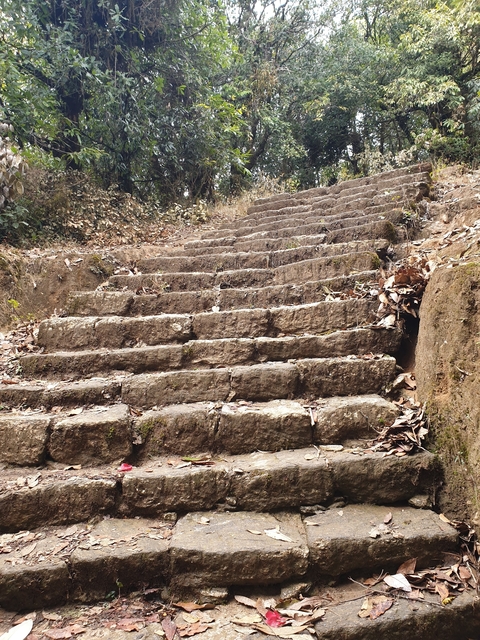       Stone steps surrounded by foliage.
  