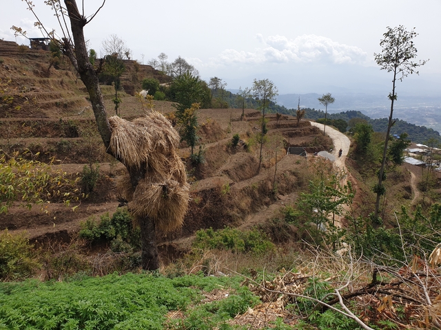       Terraced landscape with a road winding through.
  