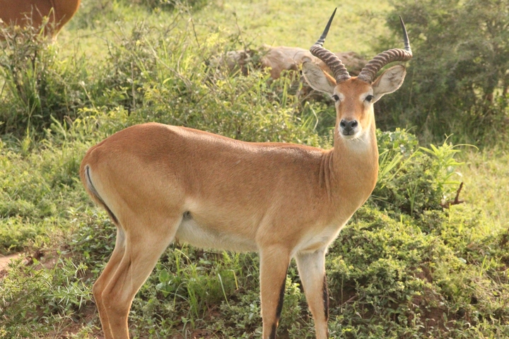       Antelope standing in a grassy area.
  