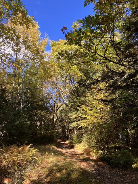 Upside-down forest with colorful autumn leaves.