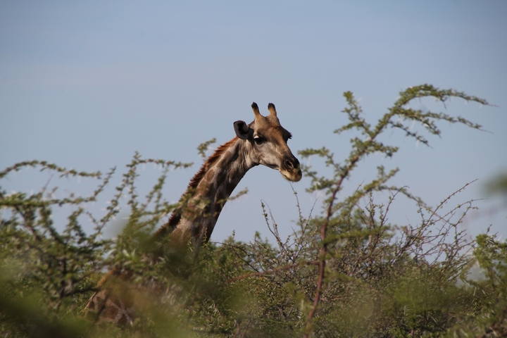 Giraffe peeking through shrubbery in a savannah.