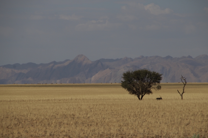 Two trees on a flat landscape with mountains in the background.