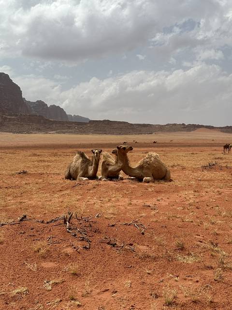       Camels resting in the desert.
  