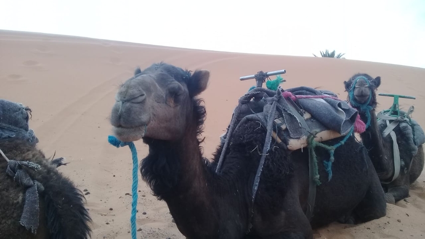 Camel resting on the desert sand in Morocco.