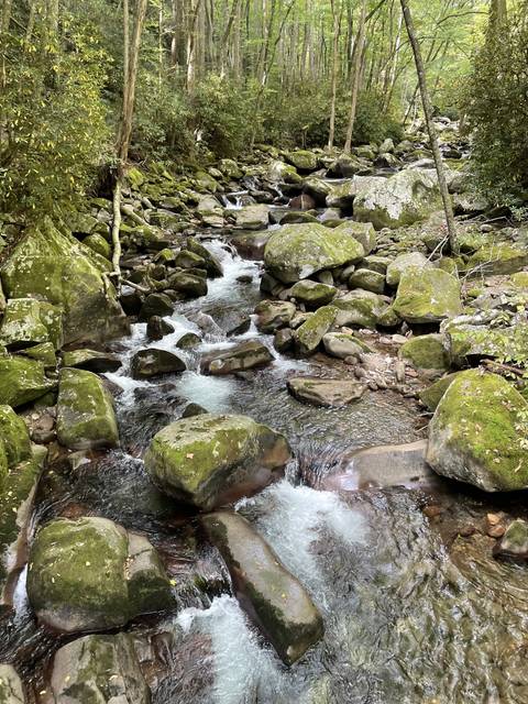 Forest stream with rocks, surrounded by trees.