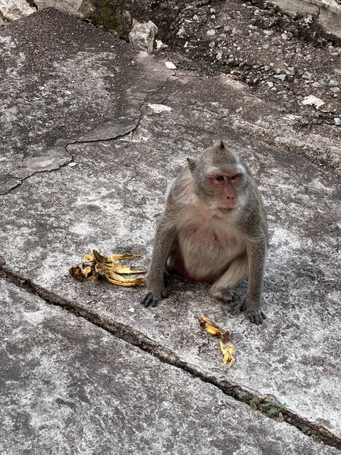       Monkey sitting on the ground with bananas.
  