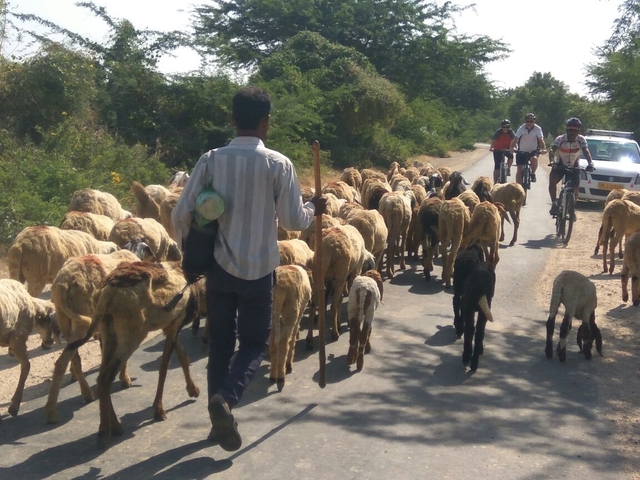       Cyclists sharing the road with a flock of sheep and a herder.
  