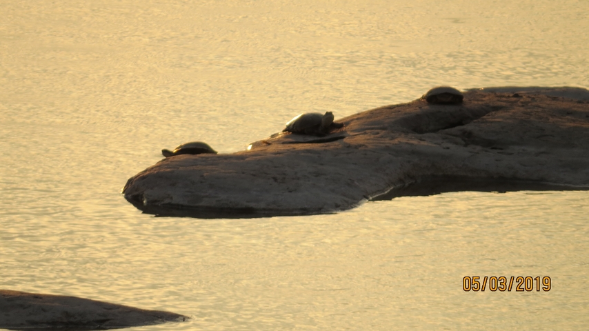 Turtles basking on rocks at sunset.