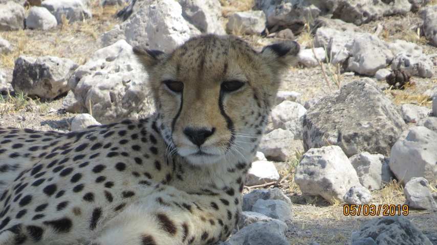 Cheetah resting on rocks with a visible timestamp.