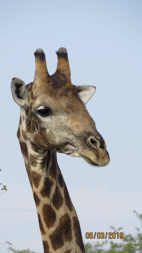 Close-up of a giraffe's head against a clear sky.