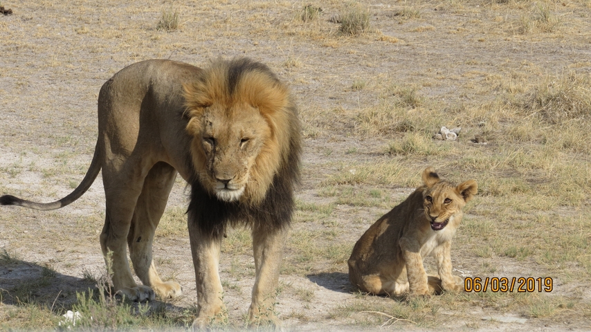 Lion and cub standing on the savannah.