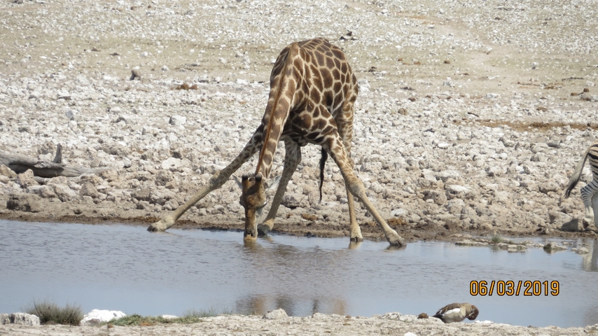 Giraffe drinking at a waterhole.