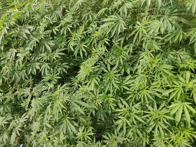       Close-up of dense green foliage.
  