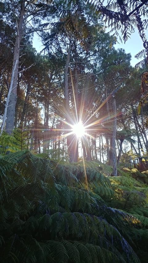 Sun shining brightly through the trees in a forest.
