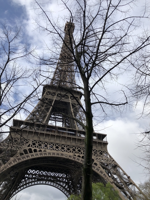       The Eiffel Tower seen through winter trees.
  