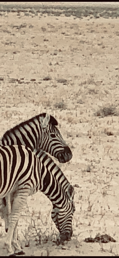 Close-up of a zebra in muted colors.
