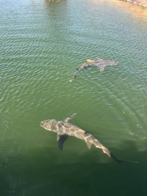 Two sharks swimming in a greenish water body.